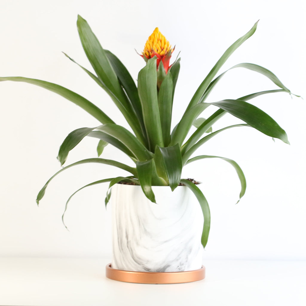 Guzmania Crown (Guzmania Conifera) - Cheeky Garden