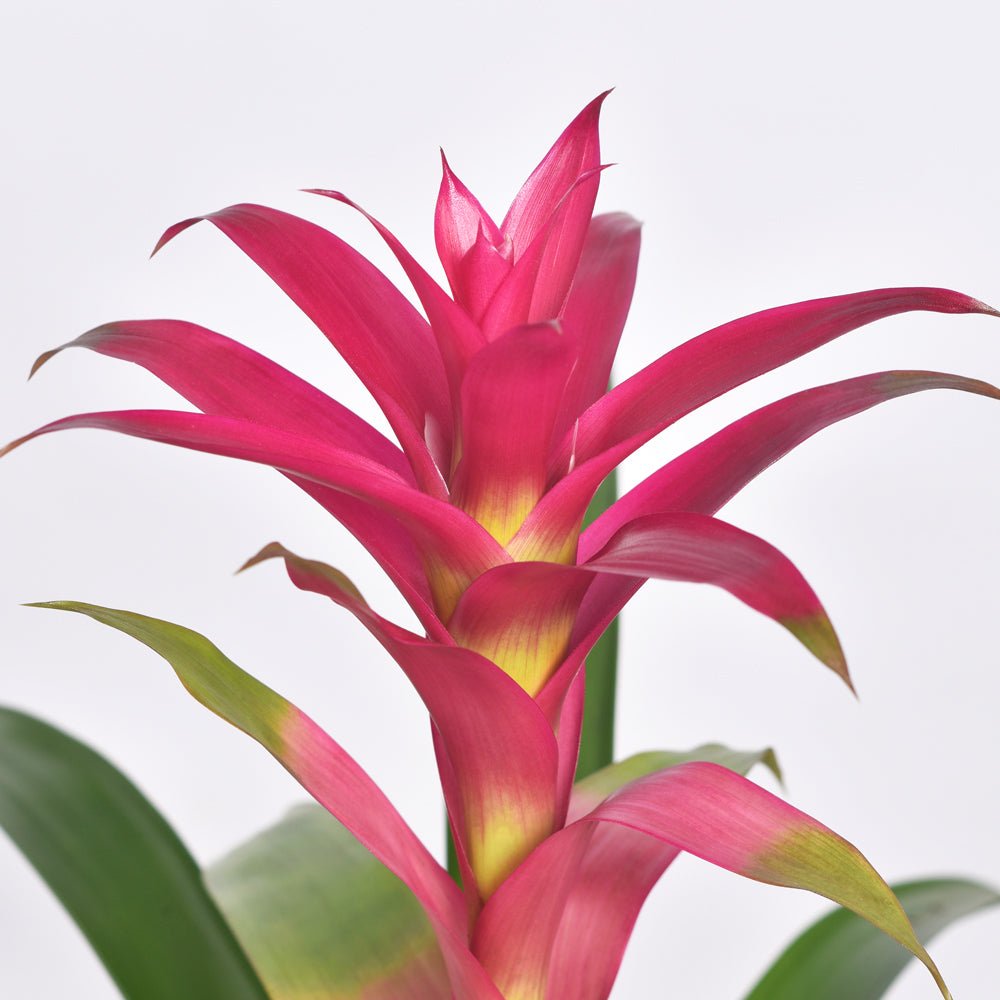 Guzmania ‘Viola’ Pink Bromeliad - Cheeky Garden