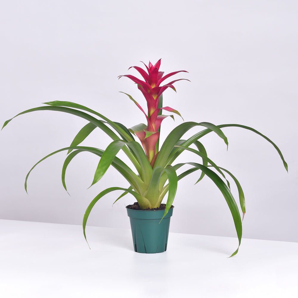 Guzmania ‘Viola’ Pink Bromeliad - Cheeky Garden