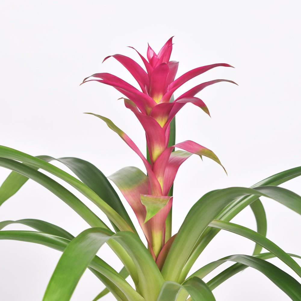 Guzmania ‘Viola’ Pink Bromeliad - Cheeky Garden