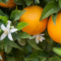 Hamlin Orange Tree (FL) - Cheeky Garden