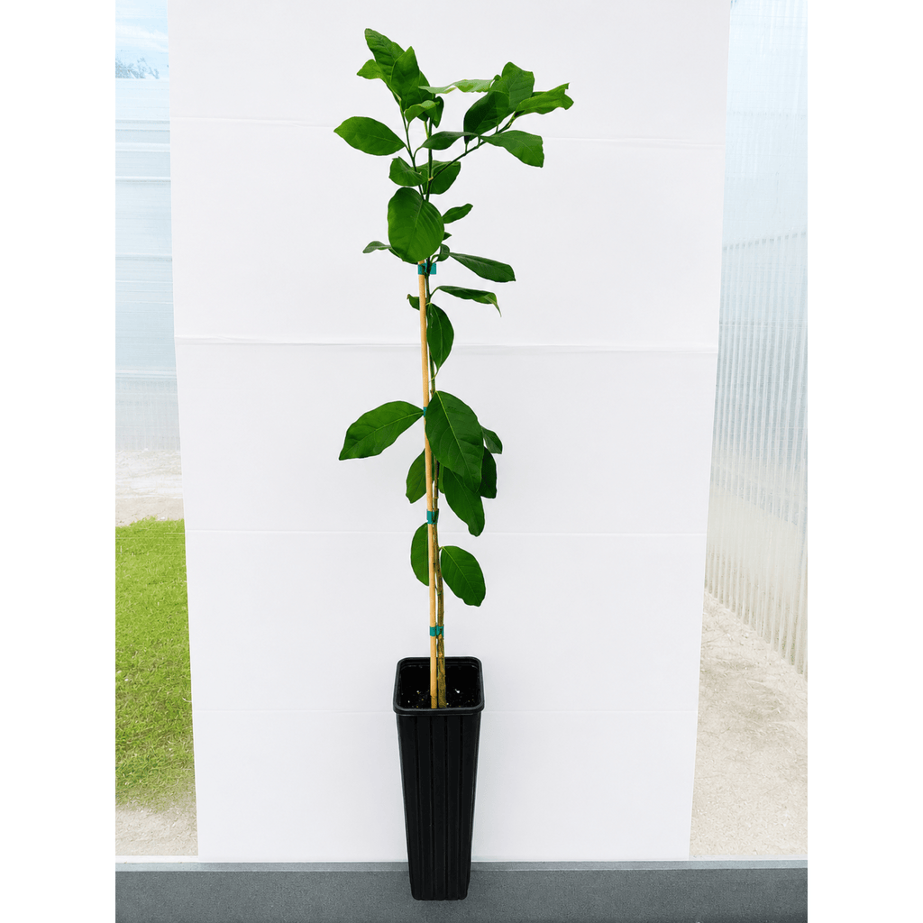 Harvey Lemon Tree (FL) - Cheeky Garden