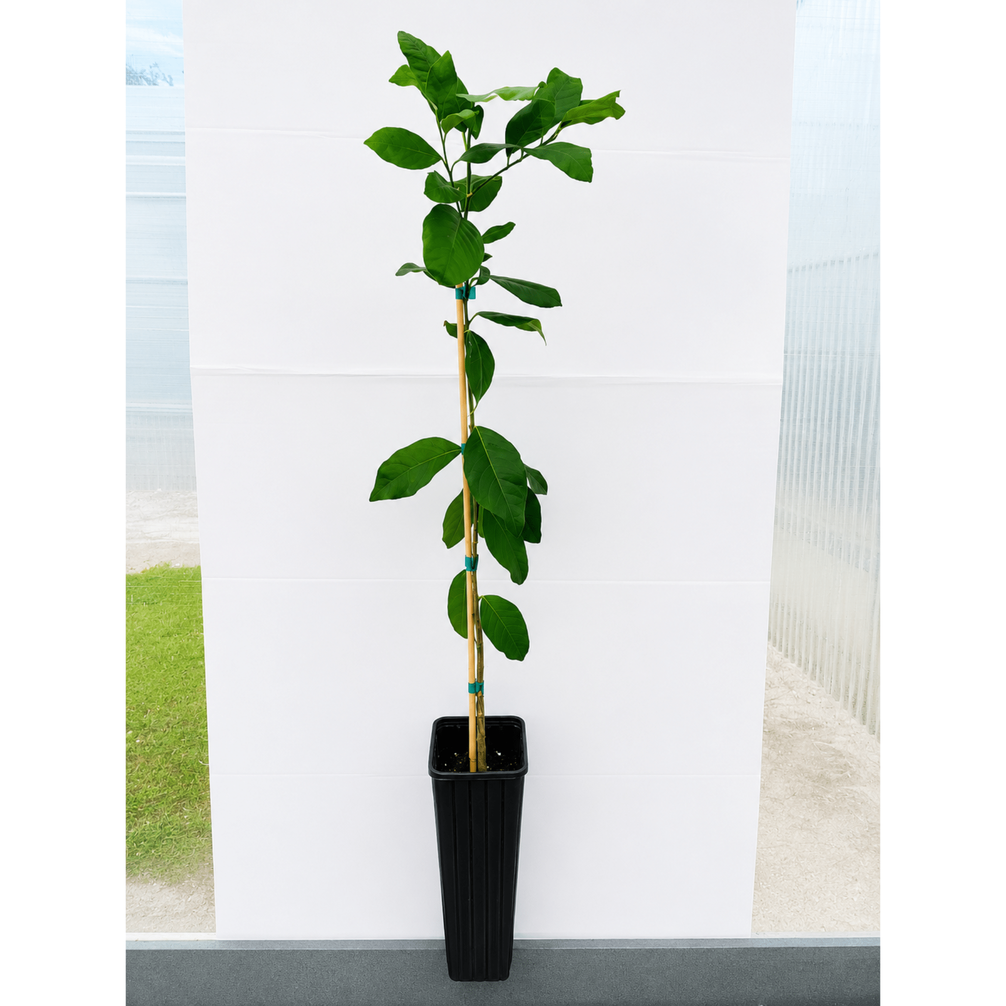 Harvey Lemon Tree (FL) - Cheeky Garden