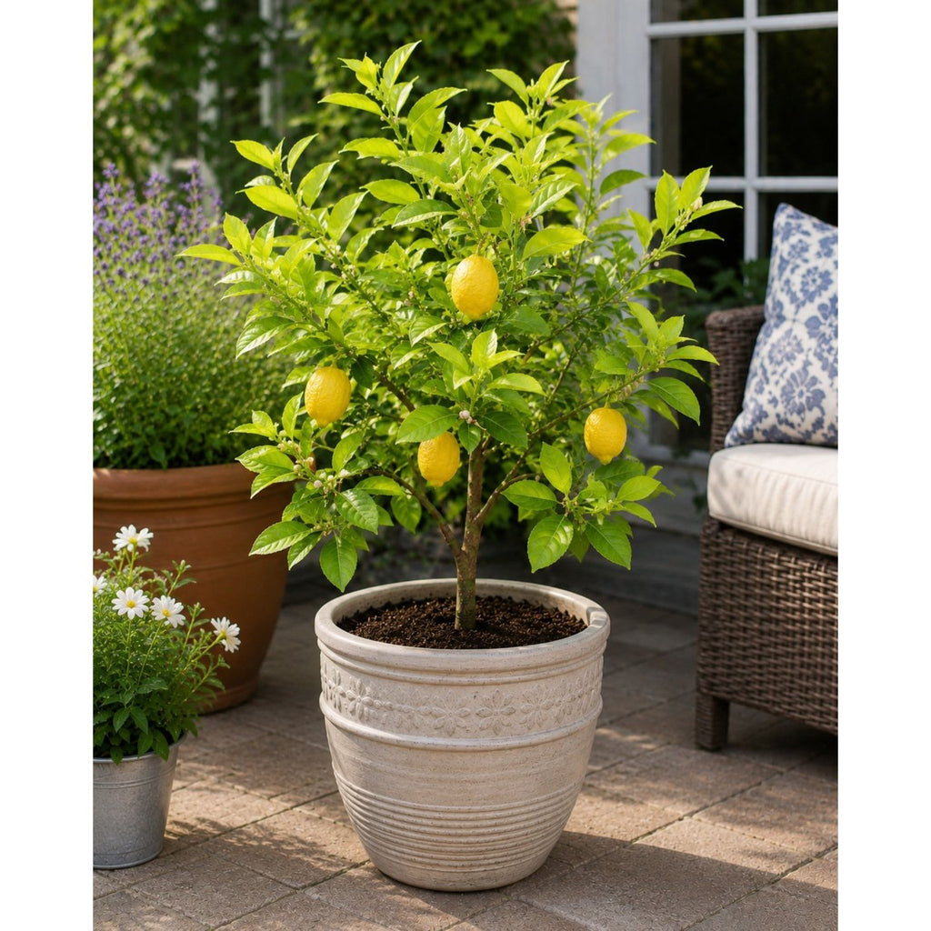Harvey Lemon Tree (FL) - Cheeky Garden