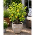 Harvey Lemon Tree (FL) - Cheeky Garden