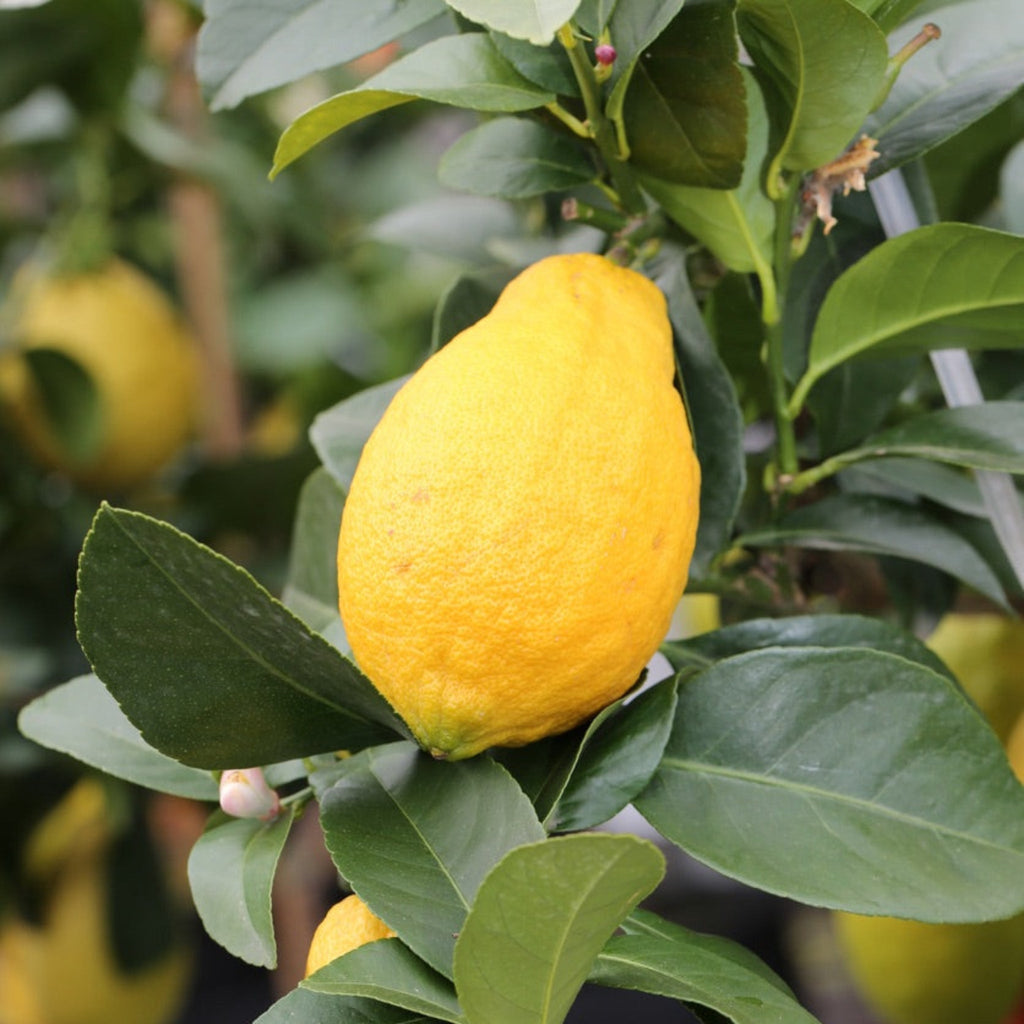 Harvey Lemon Tree (FL) - Cheeky Garden