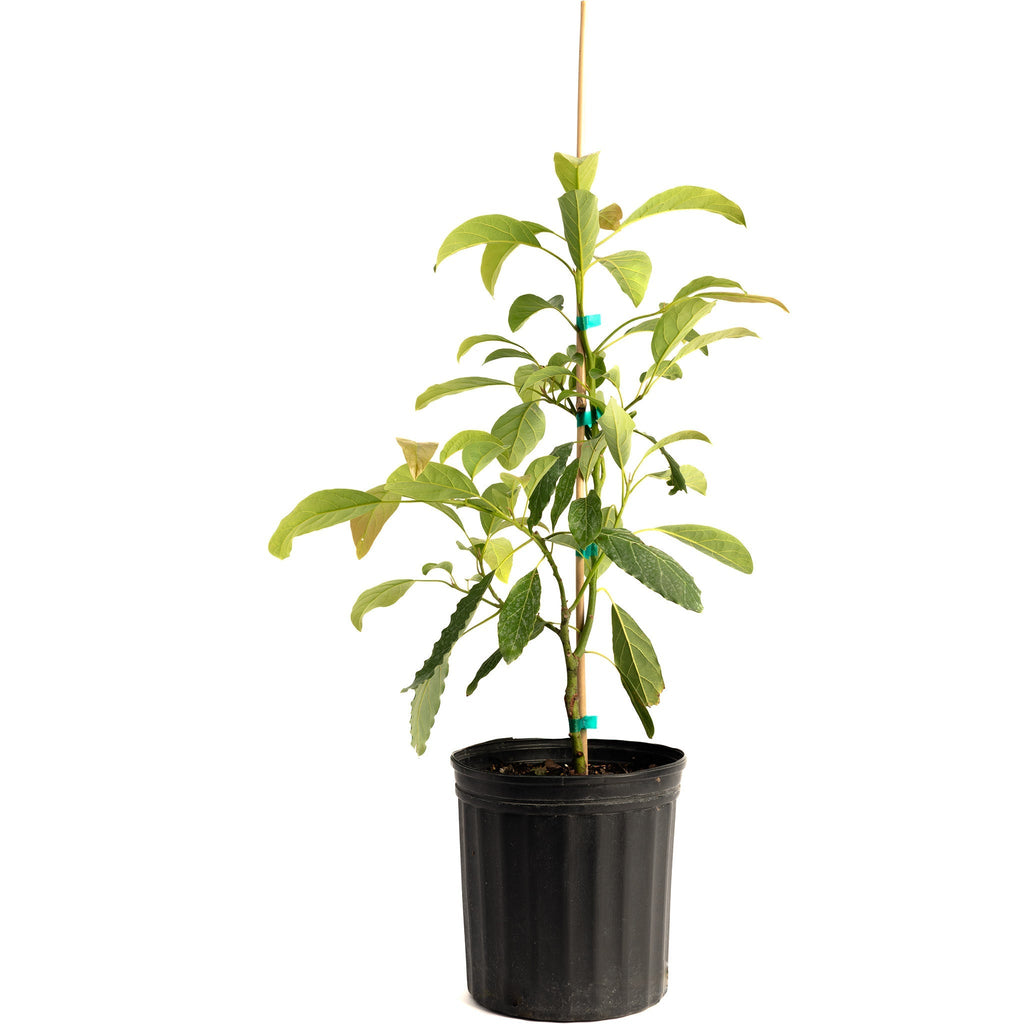 Hass Avocado Tree - Cheeky Garden