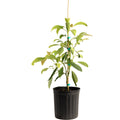 Hass Avocado Tree - Cheeky Garden