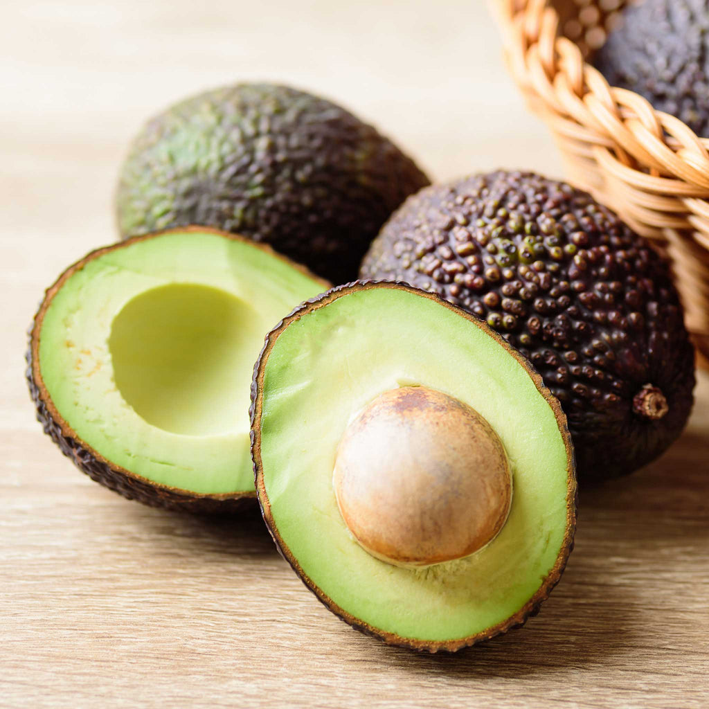 Hass Avocado Tree - Cheeky Garden