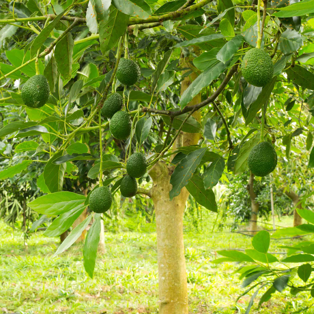 Hass Avocado Tree - Cheeky Garden