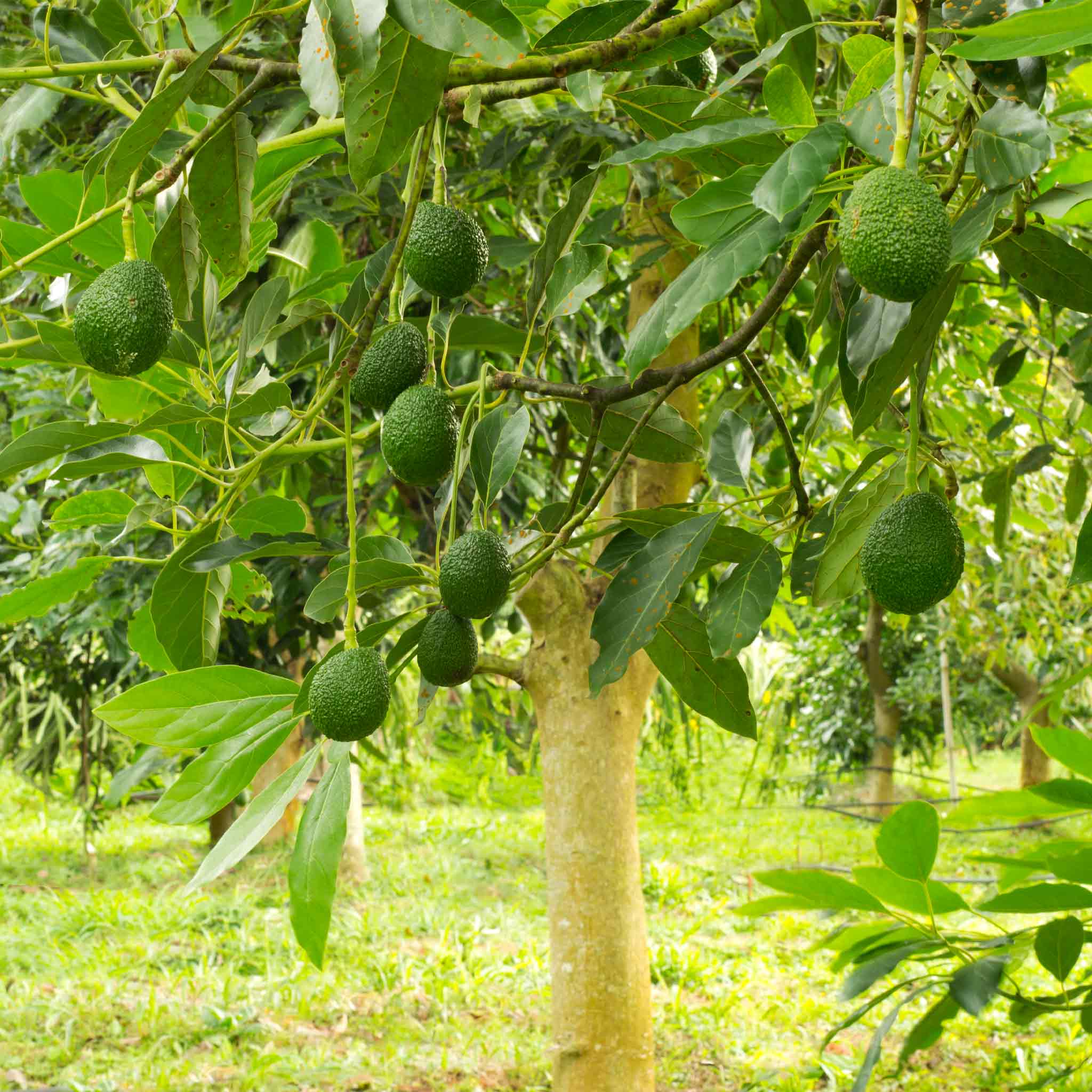 Hass Avocado Tree - Cheeky Garden