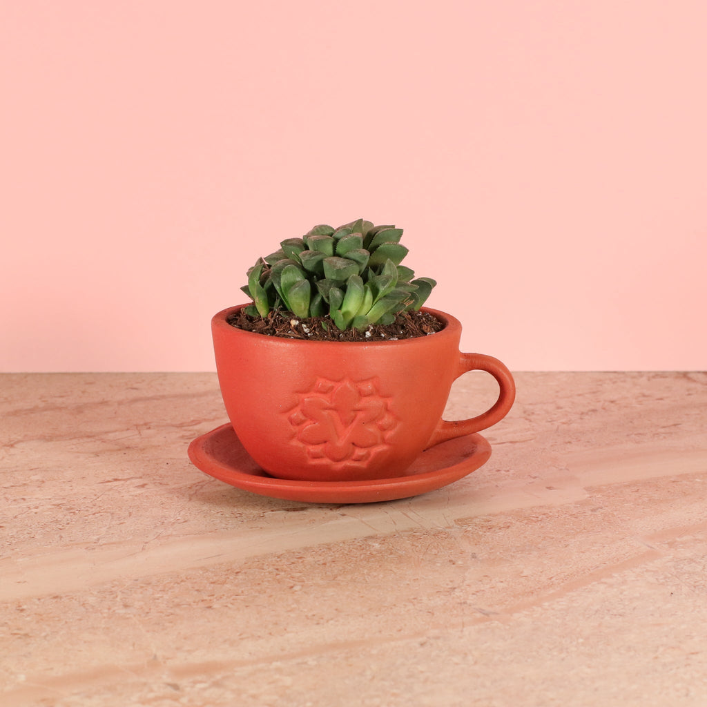 Haworthia ‘Moonstone’ Rare Succulent - Cheeky Garden