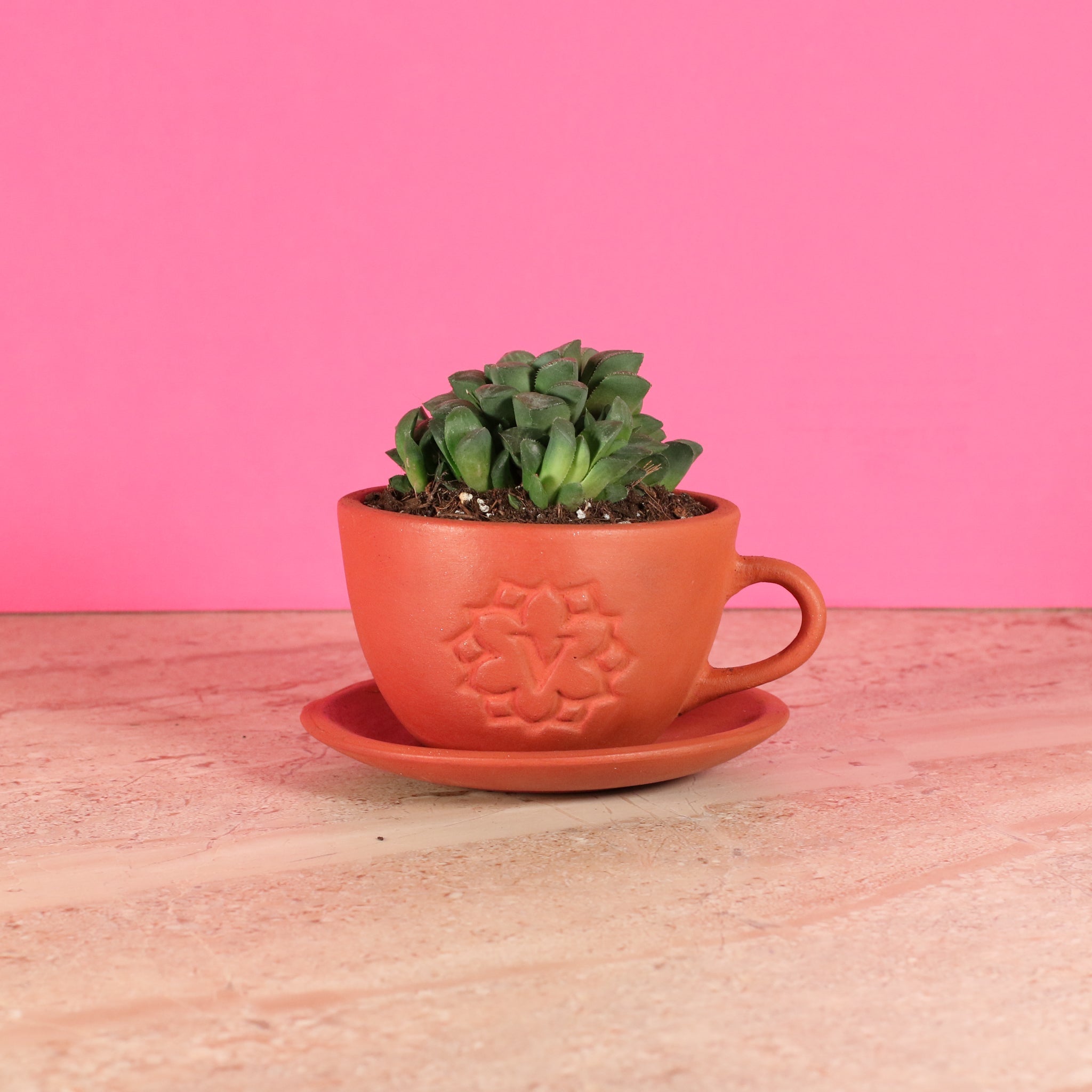 Haworthia ‘Moonstone’ Rare Succulent - Cheeky Garden