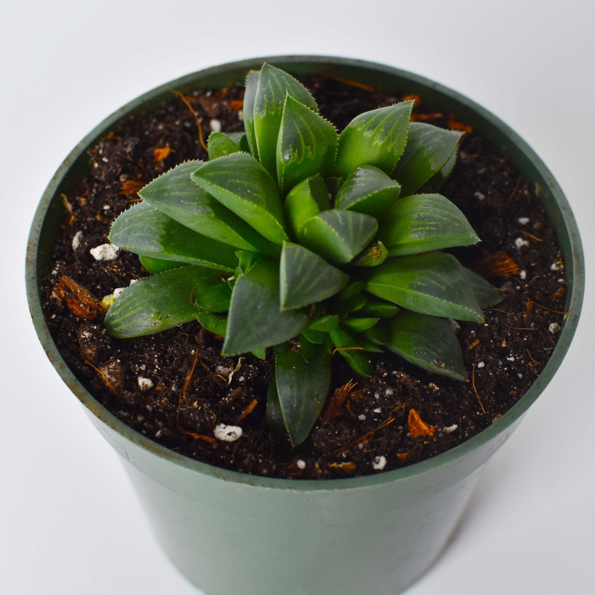 Haworthia ‘Moonstone’ Rare Succulent - Cheeky Garden