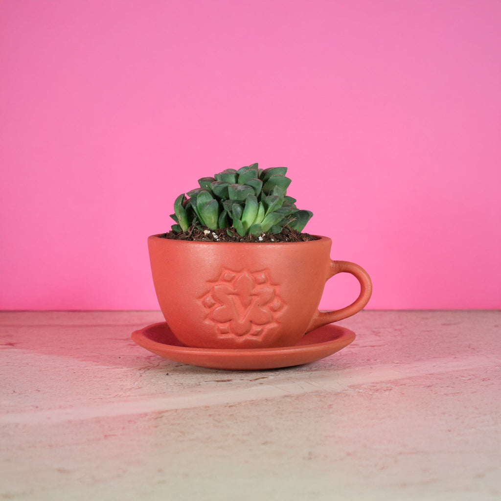 Haworthia ‘Moonstone’ Rare Succulent - Cheeky Garden