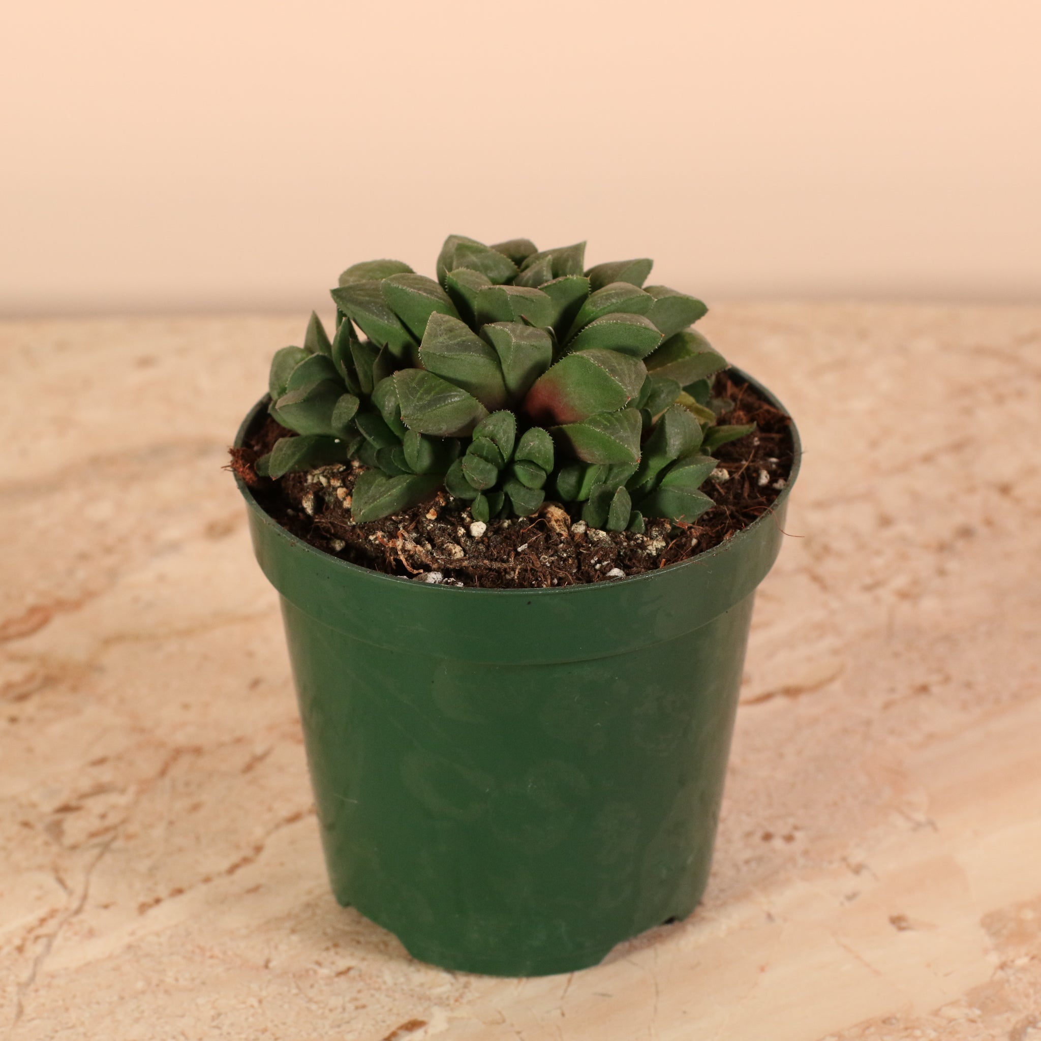 Haworthia ‘Moonstone’ Rare Succulent - Cheeky Garden