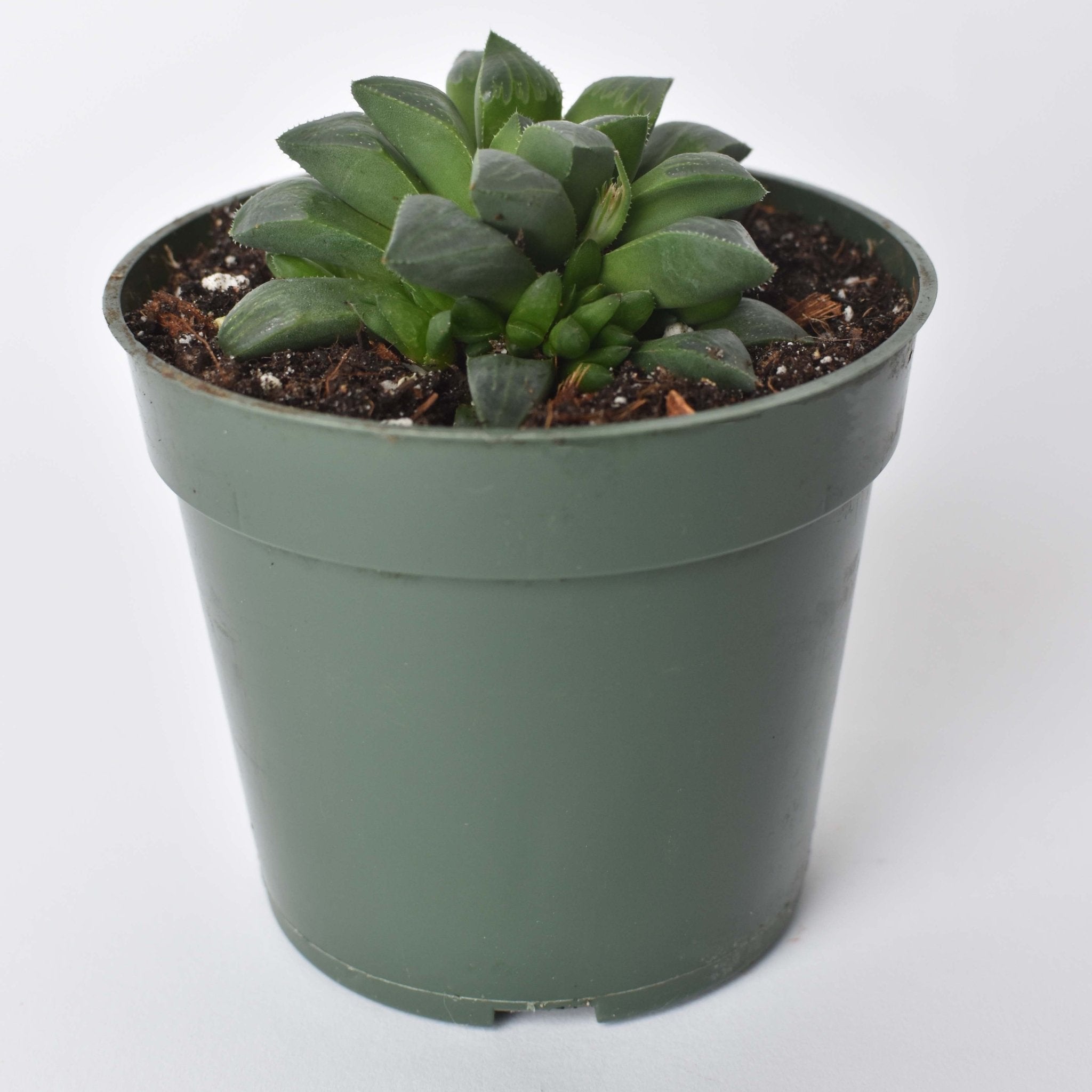Haworthia ‘Moonstone’ Rare Succulent - Cheeky Garden