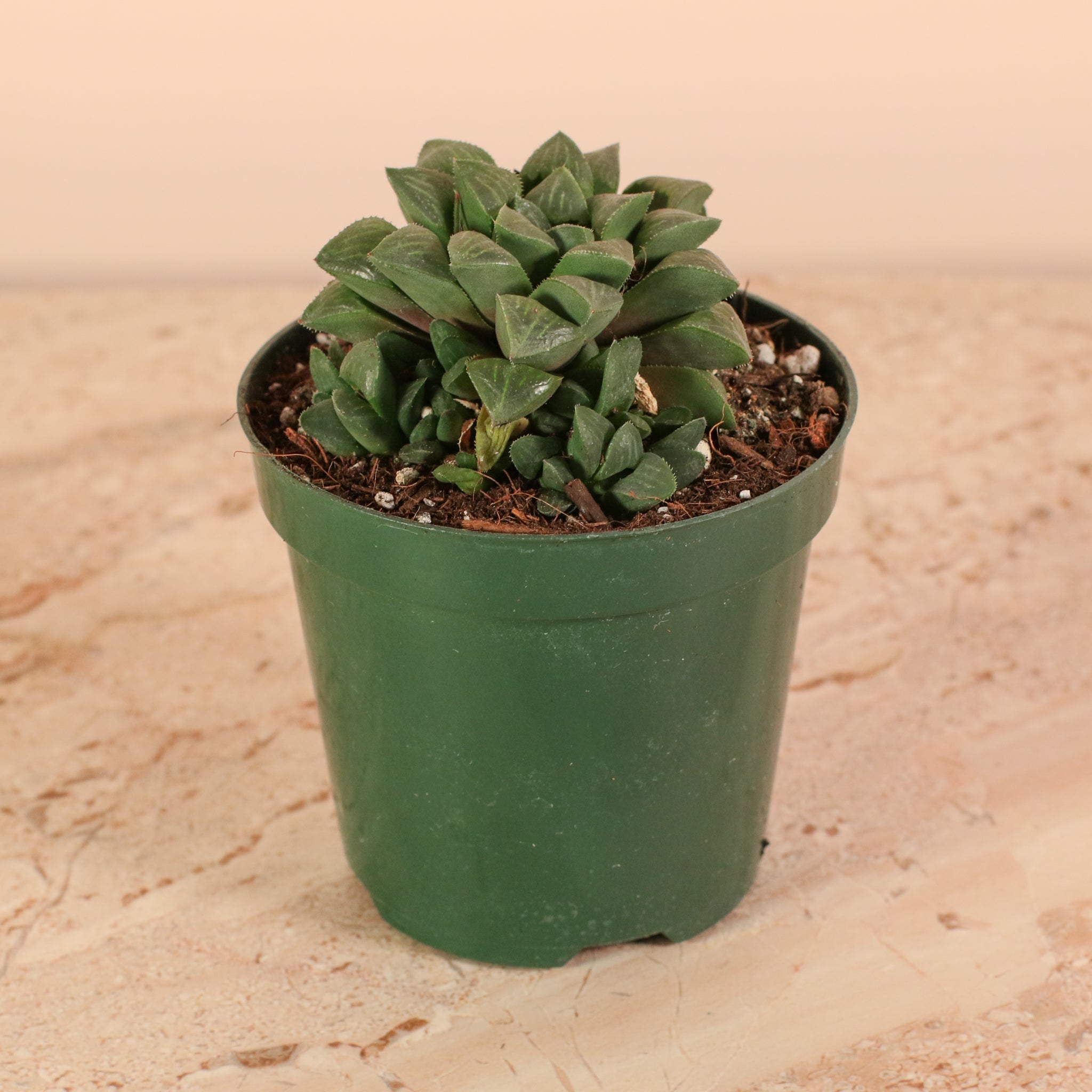 Haworthia ‘Moonstone’ Rare Succulent - Cheeky Garden
