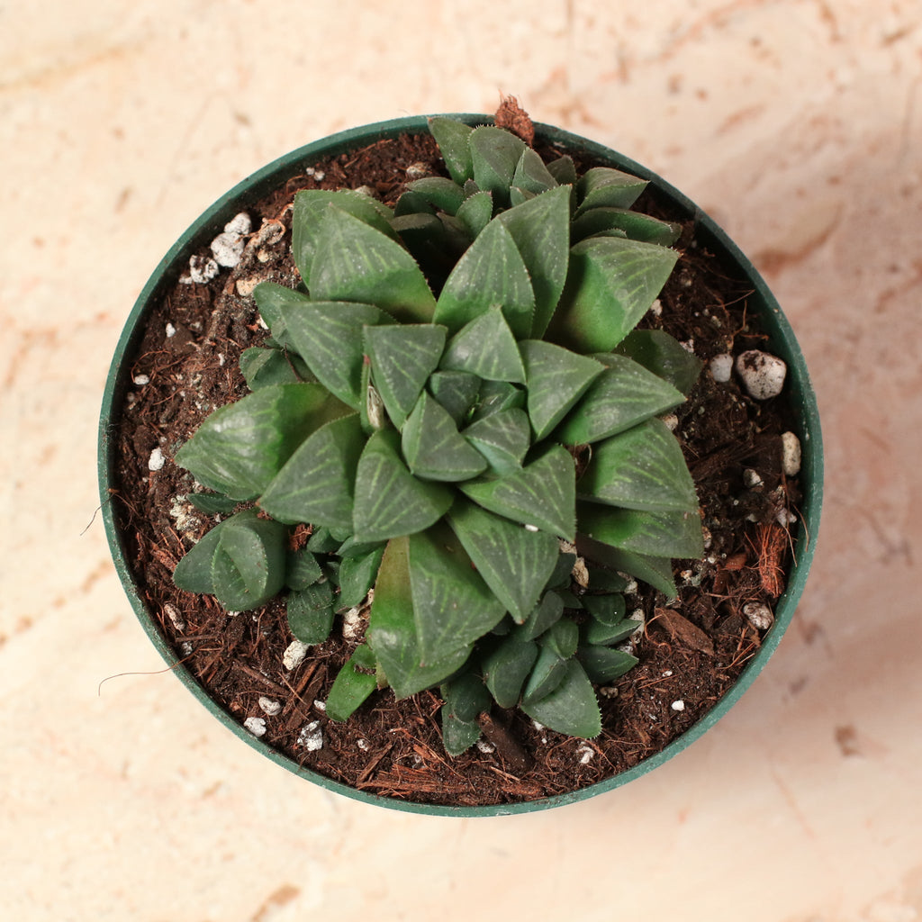 Haworthia ‘Moonstone’ Rare Succulent - Cheeky Garden