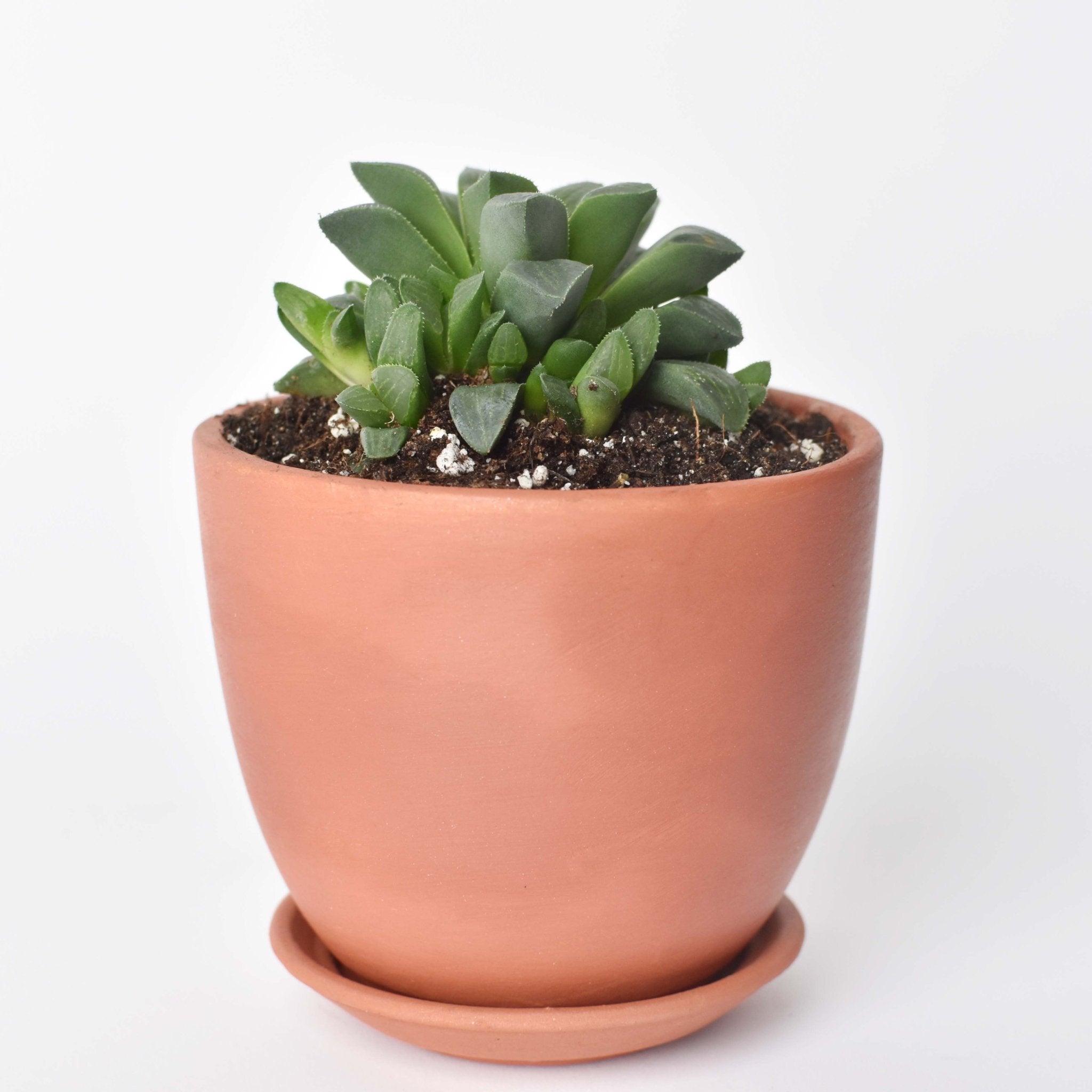 Haworthia ‘Moonstone’ Rare Succulent - Cheeky Garden