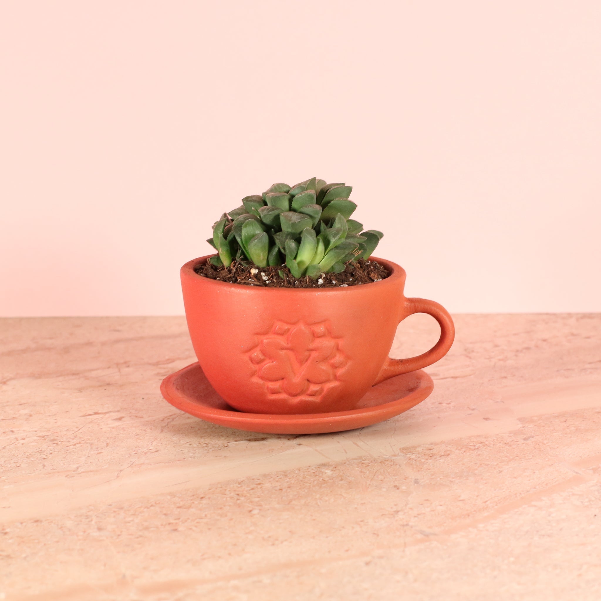 Haworthia ‘Moonstone’ Rare Succulent - Cheeky Garden