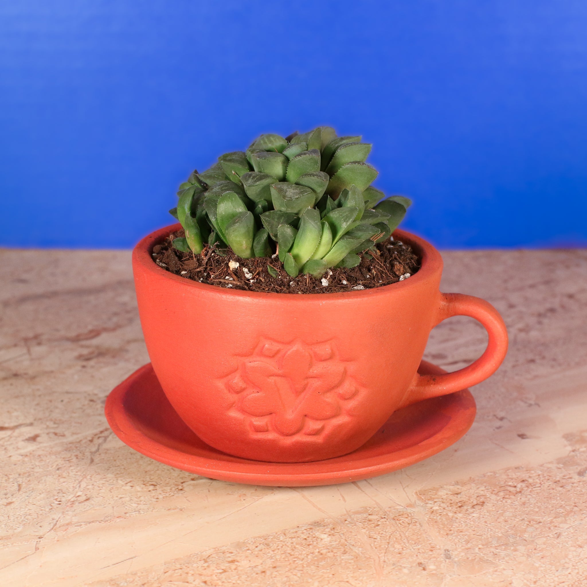 Haworthia ‘Moonstone’ Rare Succulent - Cheeky Garden