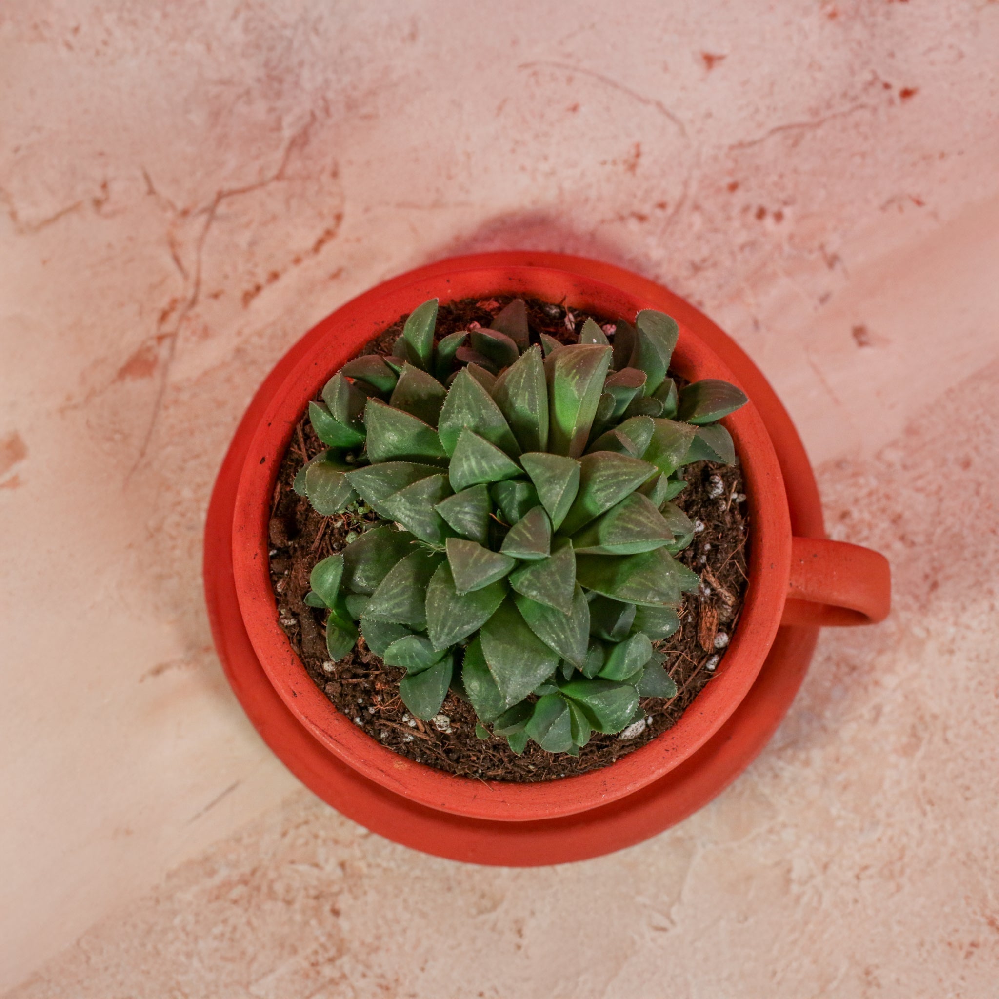 Haworthia ‘Moonstone’ Rare Succulent - Cheeky Garden