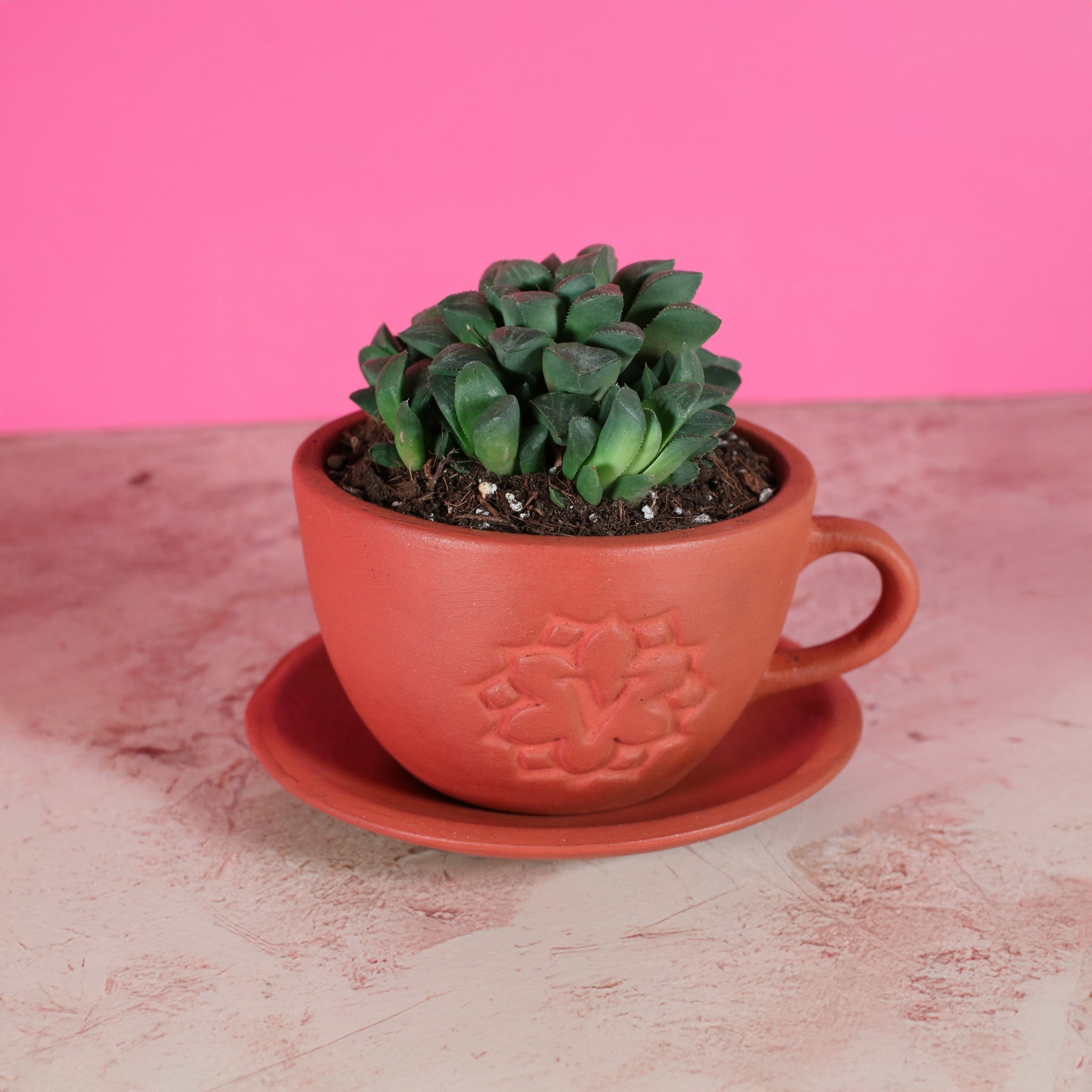 Haworthia ‘Moonstone’ Rare Succulent - Cheeky Garden