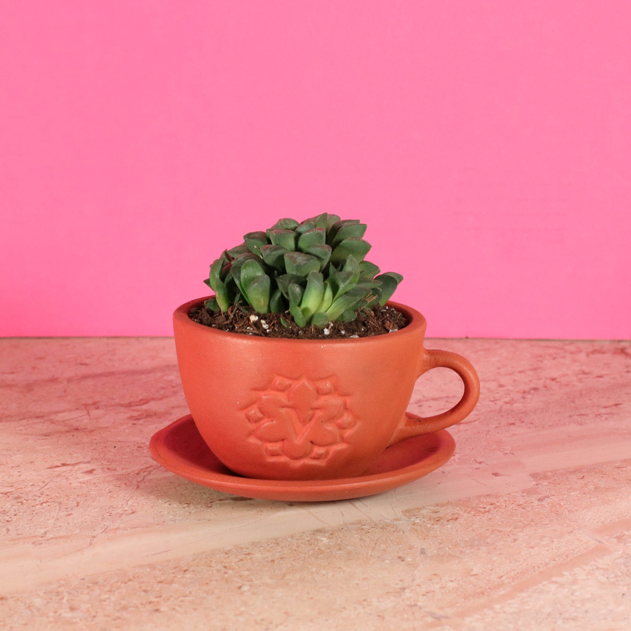 Haworthia ‘Moonstone’ Rare Succulent - Cheeky Garden