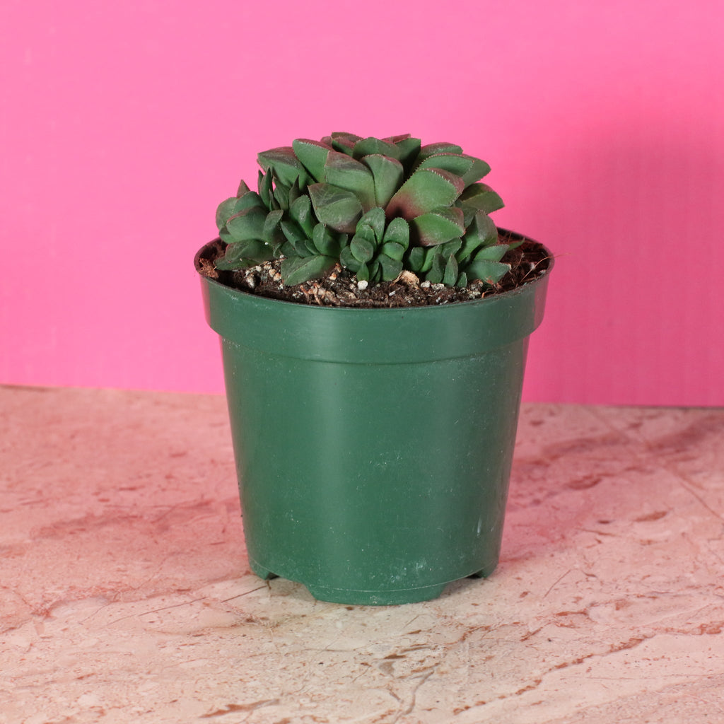 Haworthia ‘Moonstone’ Rare Succulent - Cheeky Garden