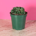 Haworthia ‘Moonstone’ Rare Succulent - Cheeky Garden
