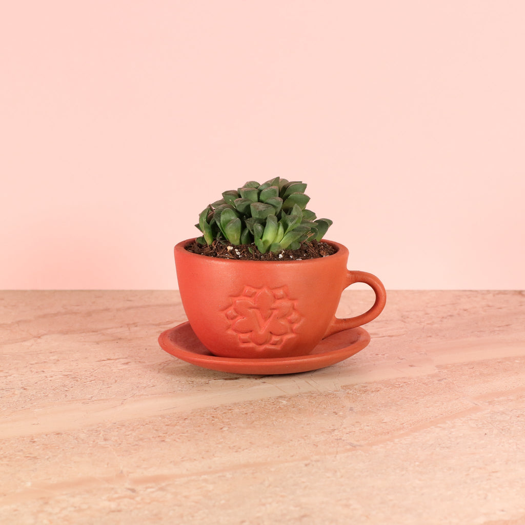 Haworthia ‘Moonstone’ Rare Succulent - Cheeky Garden