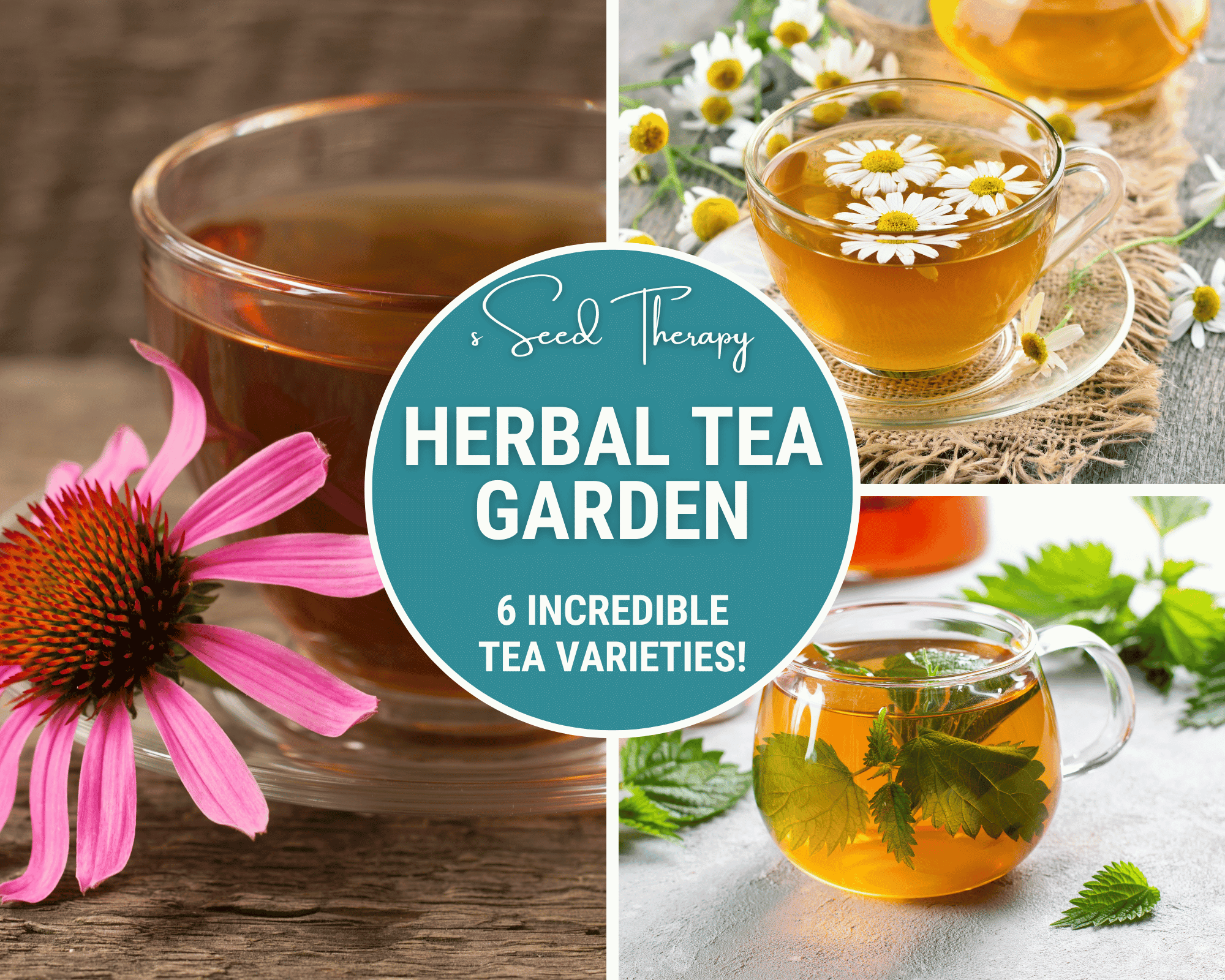 Herbal Tea Seed Collection – 6 Varieties - Cheeky Garden
