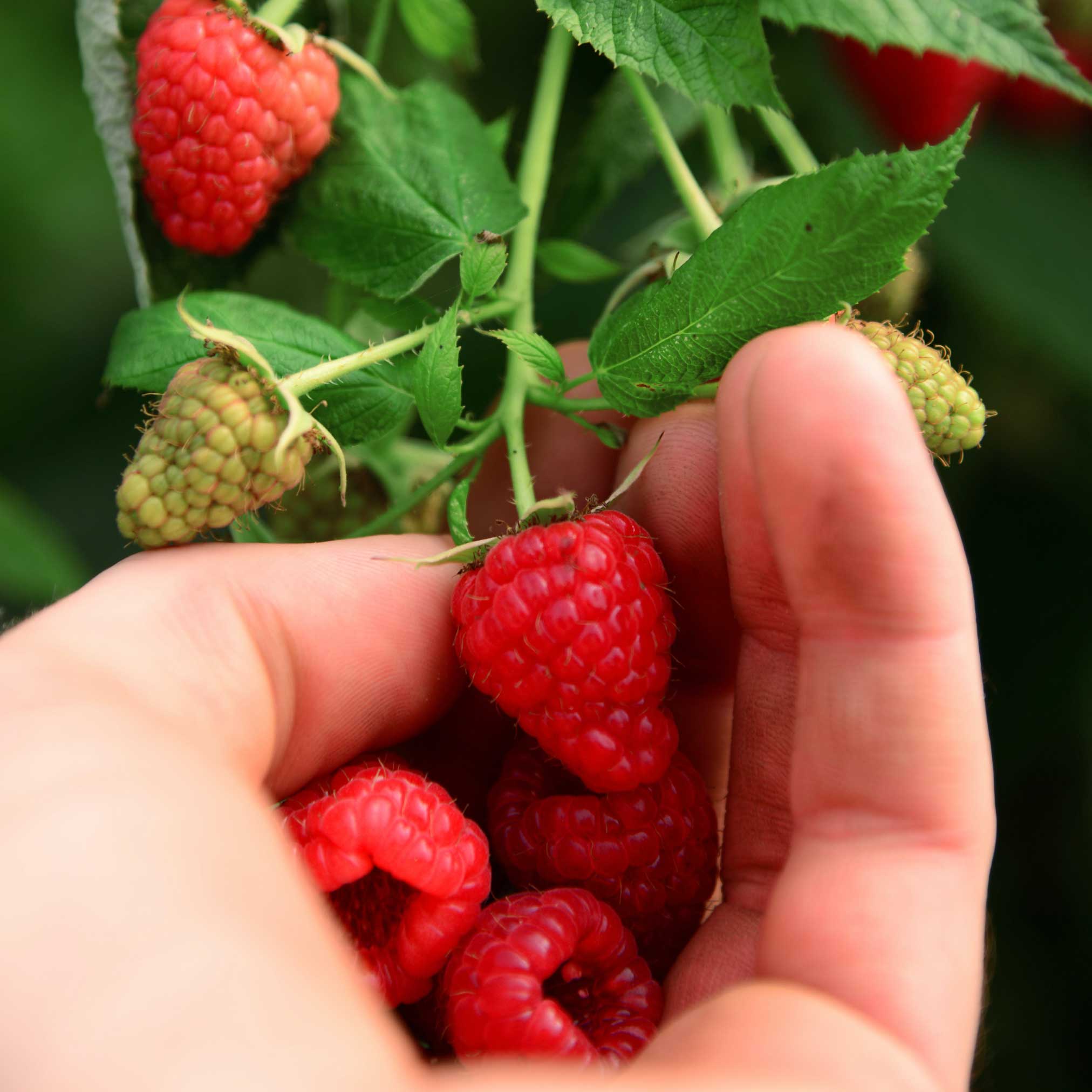 Heritage Raspberry - Cheeky Garden