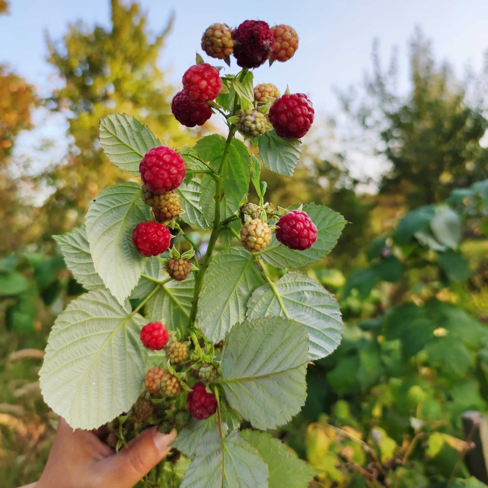 Heritage Raspberry - Cheeky Garden