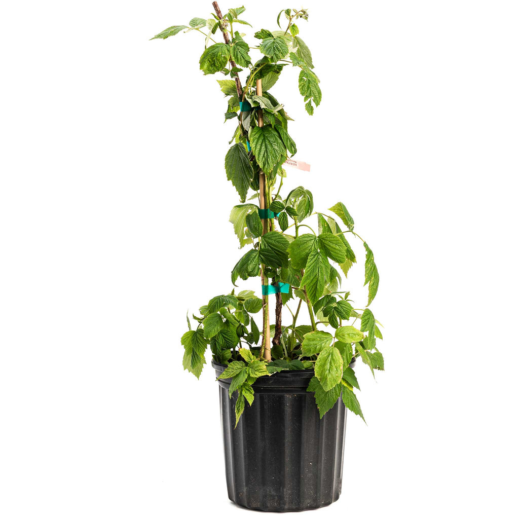 Heritage Raspberry - Cheeky Garden