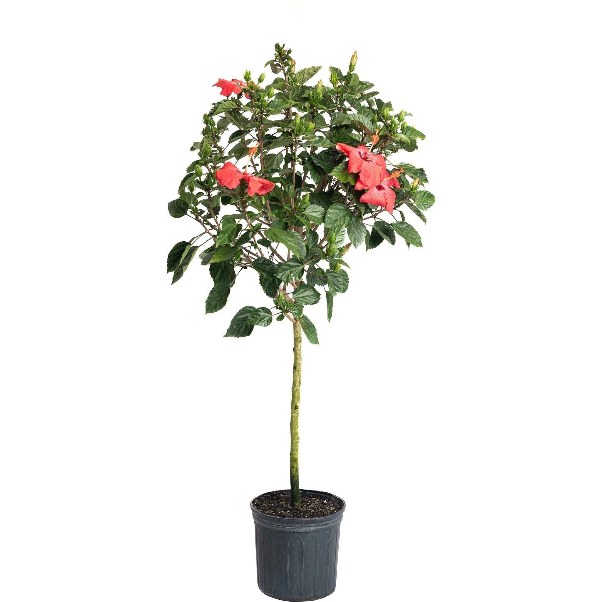 Hibiscus Tree - Cheeky Garden