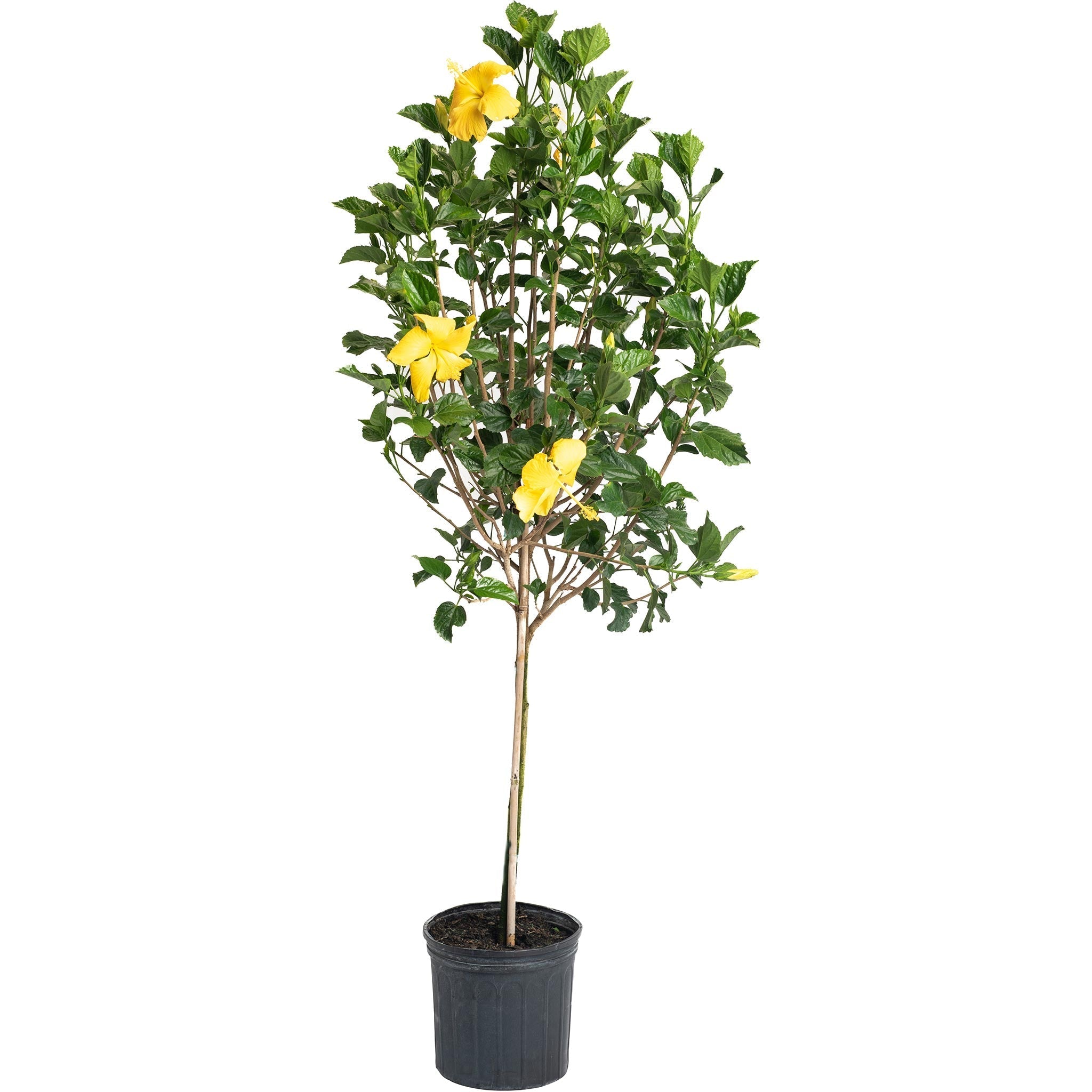 Hibiscus Tree - Cheeky Garden