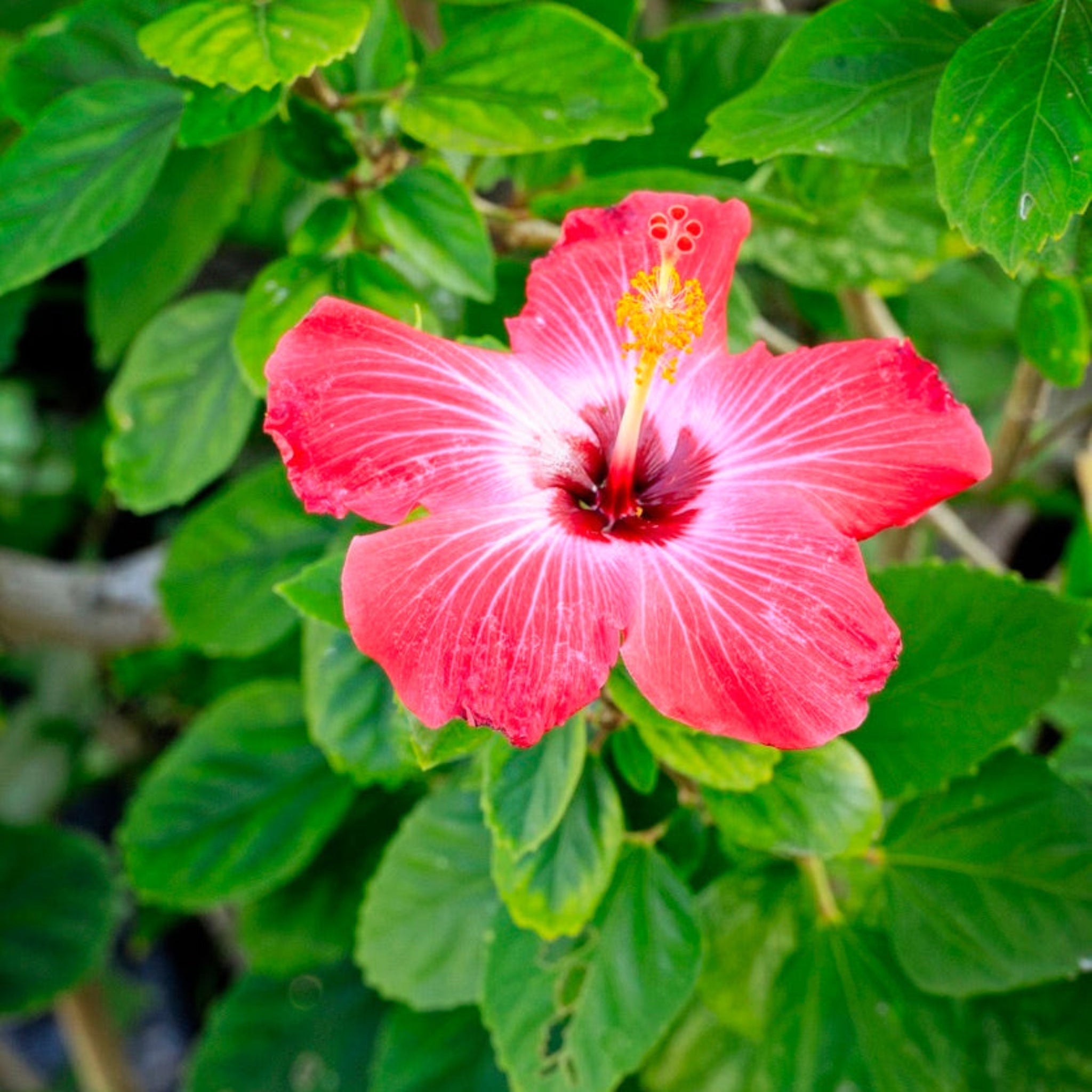 Hibiscus Tree - Cheeky Garden