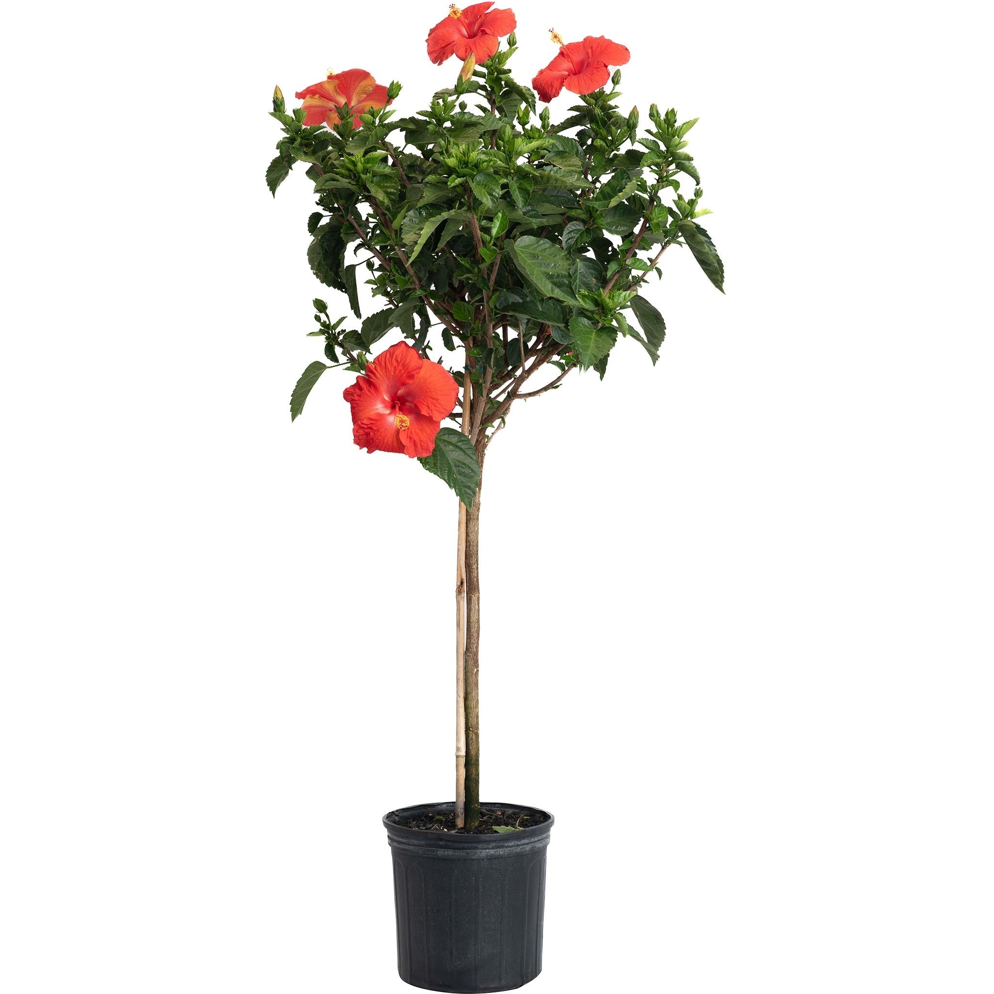 Hibiscus Tree - Cheeky Garden