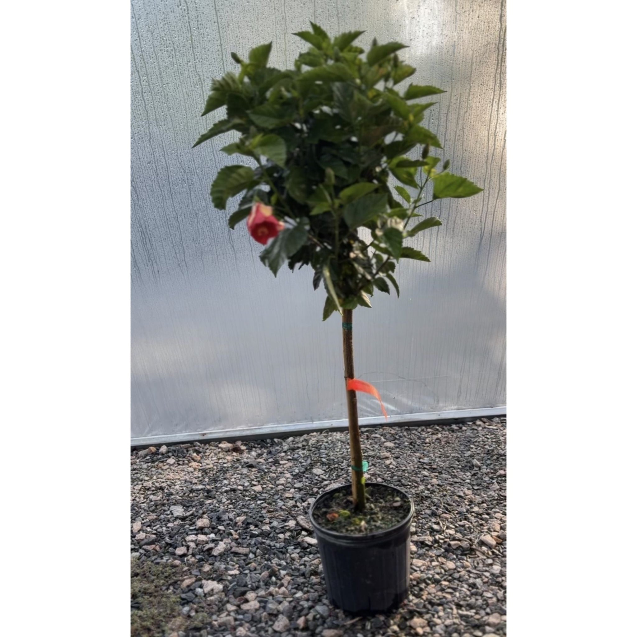 Hibiscus Tree - Cheeky Garden