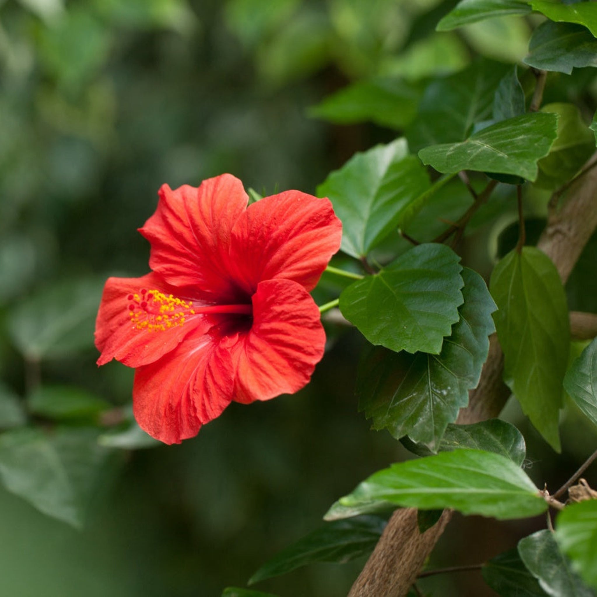 Hibiscus Tree - Cheeky Garden