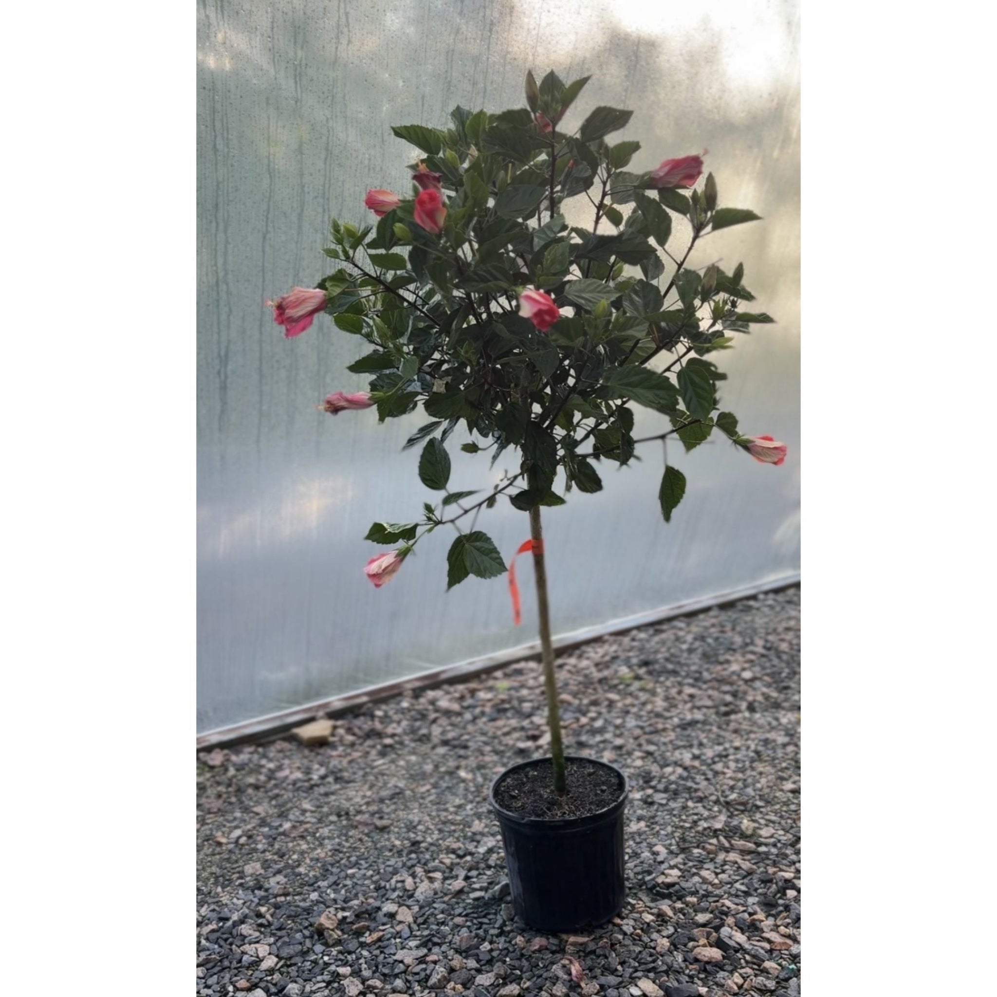 Hibiscus Tree - Cheeky Garden