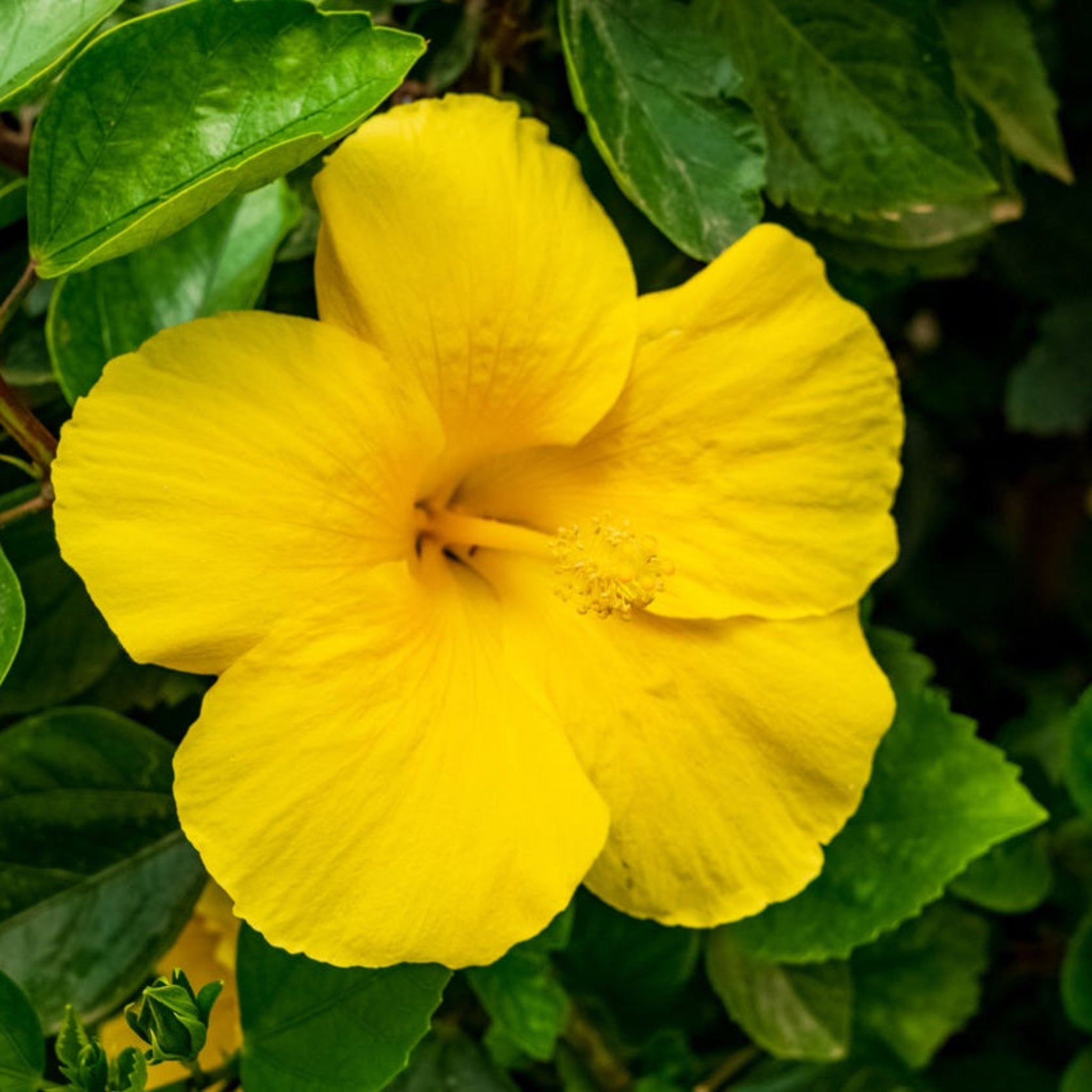 Hibiscus Tree - Cheeky Garden