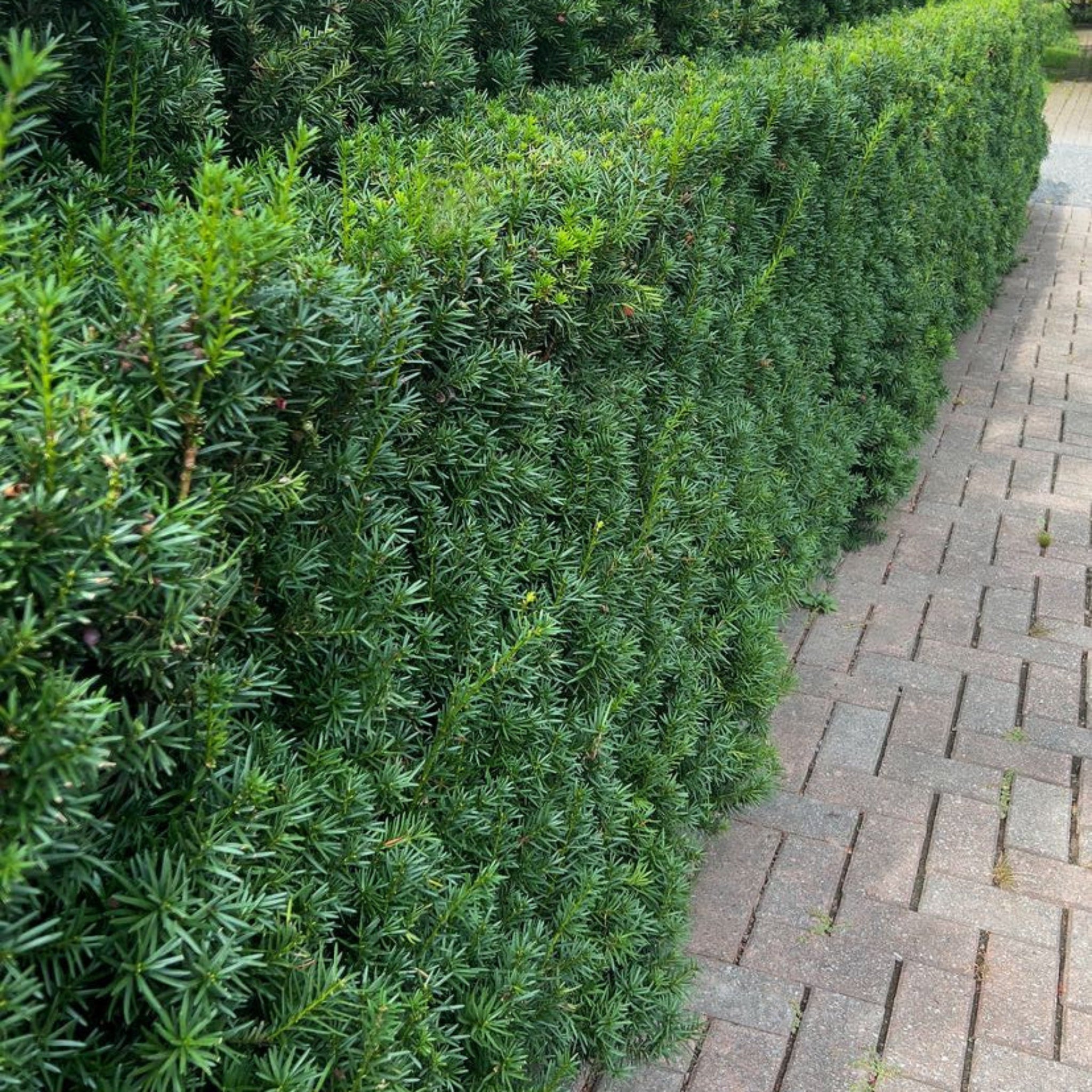 Hicks Yew - Cheeky Garden