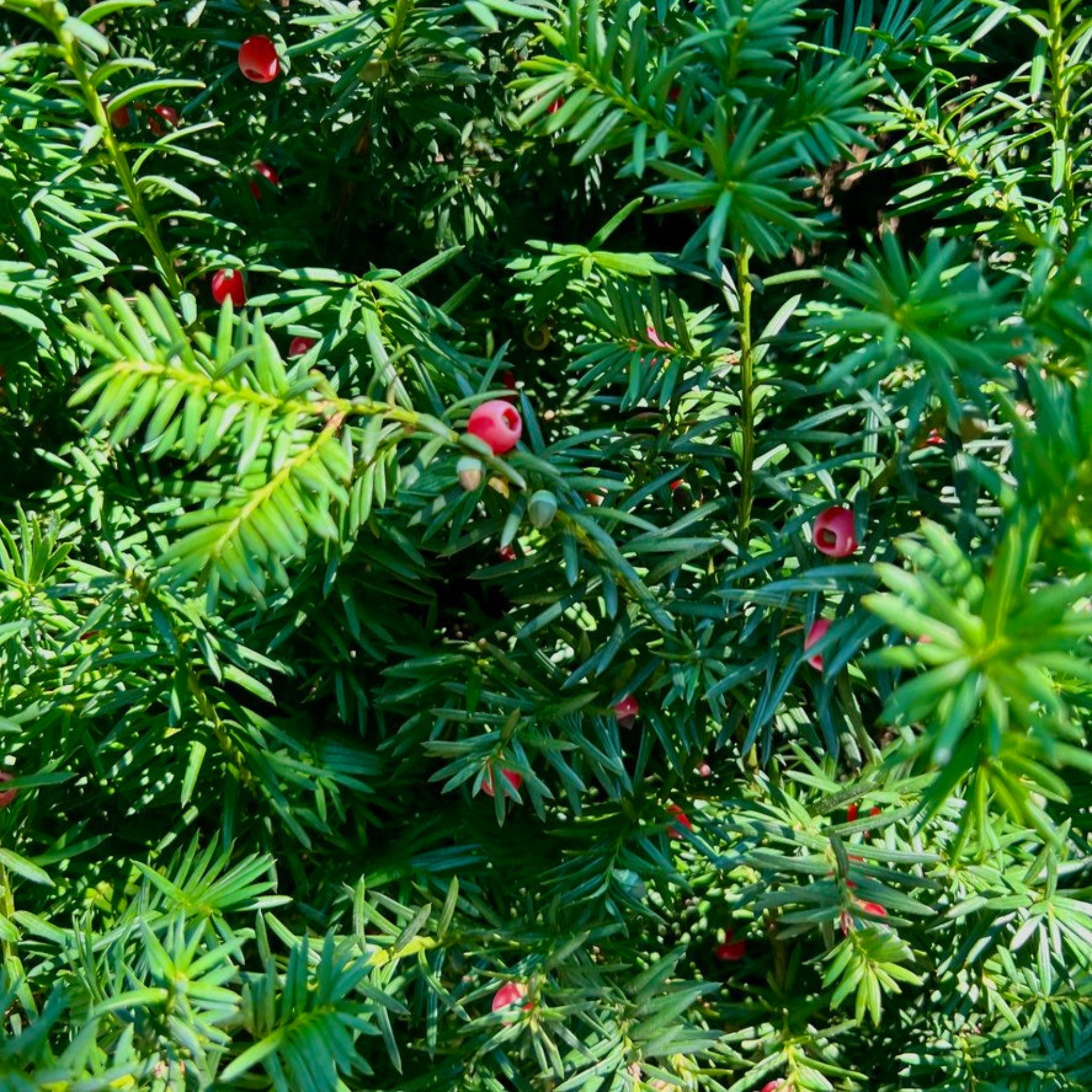 Hicks Yew - Cheeky Garden