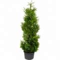 Holmstrup Arborvitae - Cheeky Garden