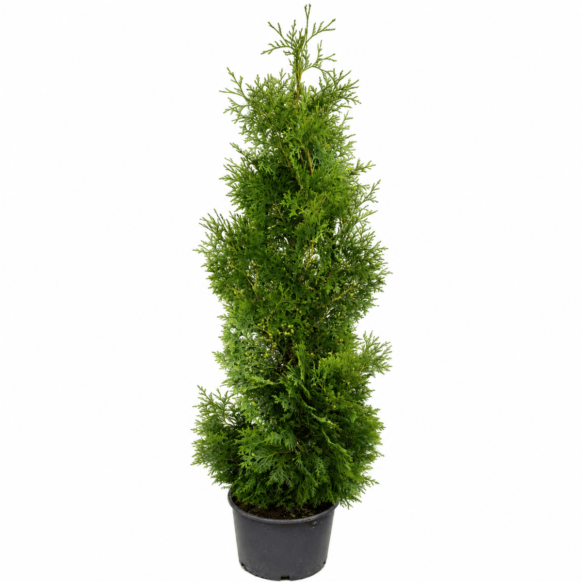 Holmstrup Arborvitae - Cheeky Garden