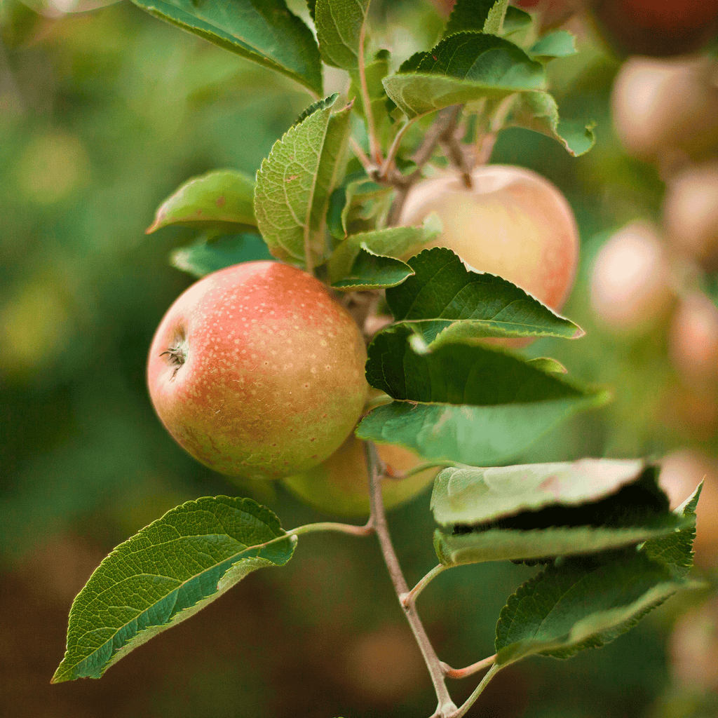 Honeycrisp™ Apple Tree - Cheeky Garden
