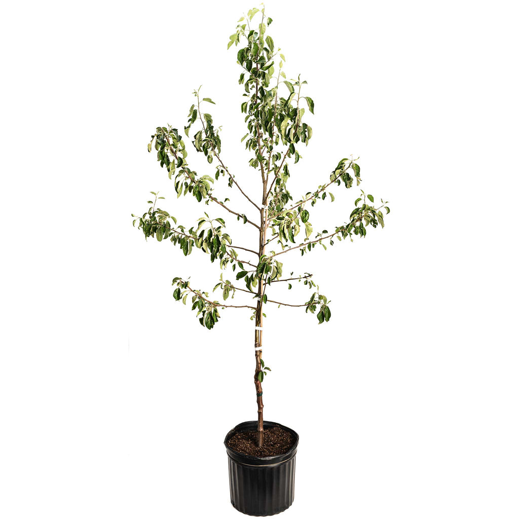 Honeycrisp™ Apple Tree - Cheeky Garden